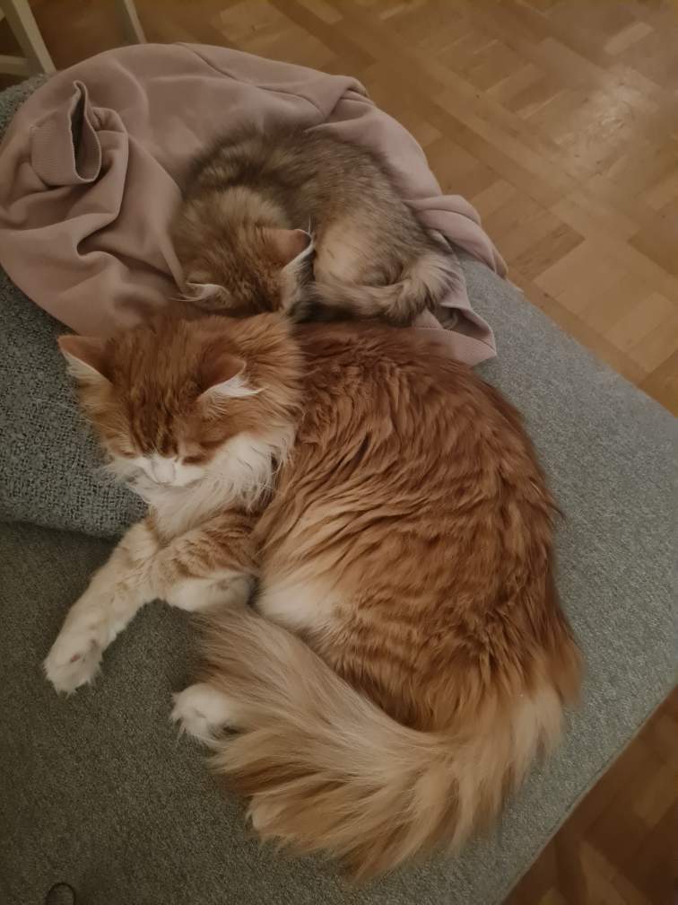 Sibiriska katter Ukko o Florentina