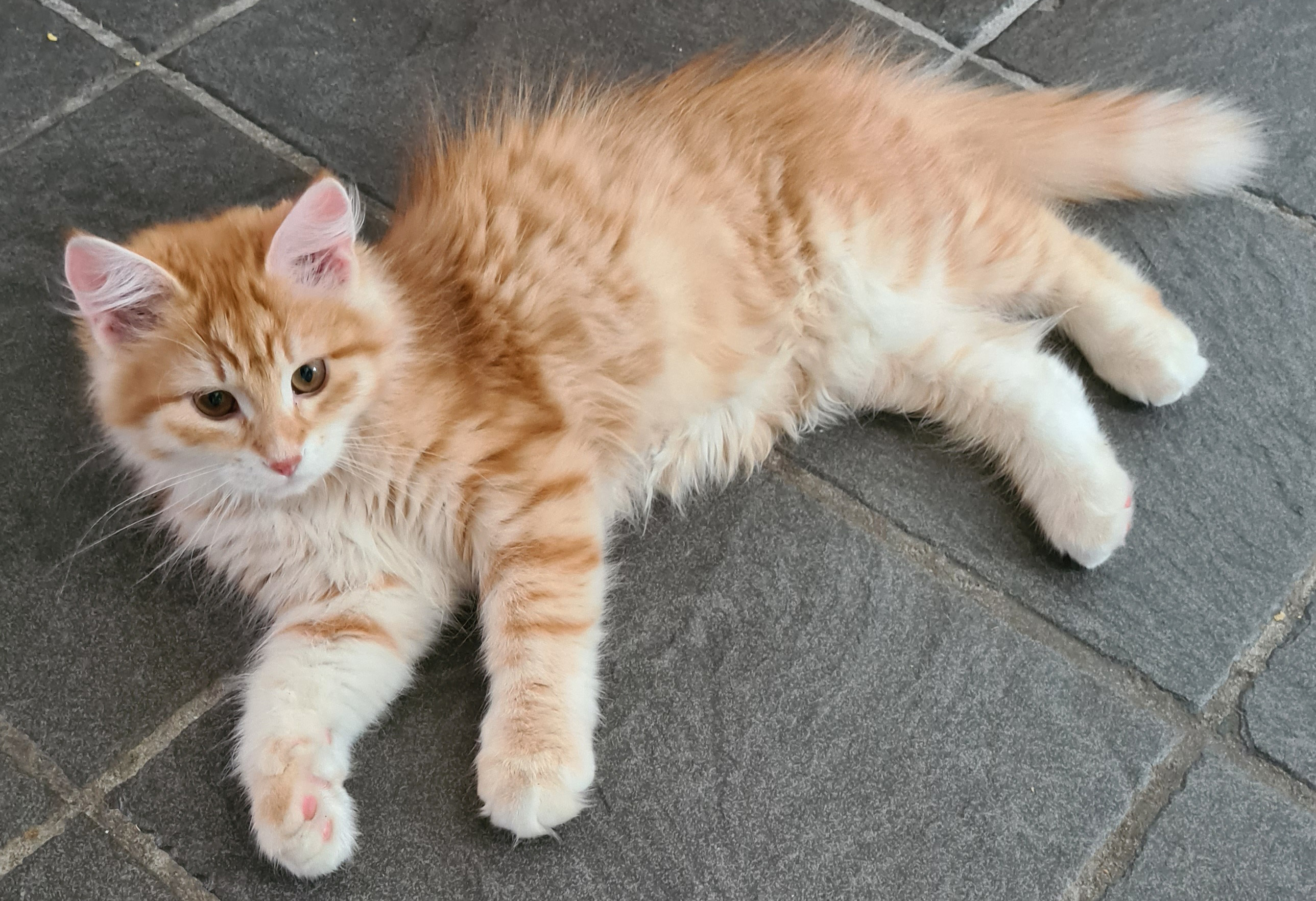 Sibirisk kattunge Ferrari