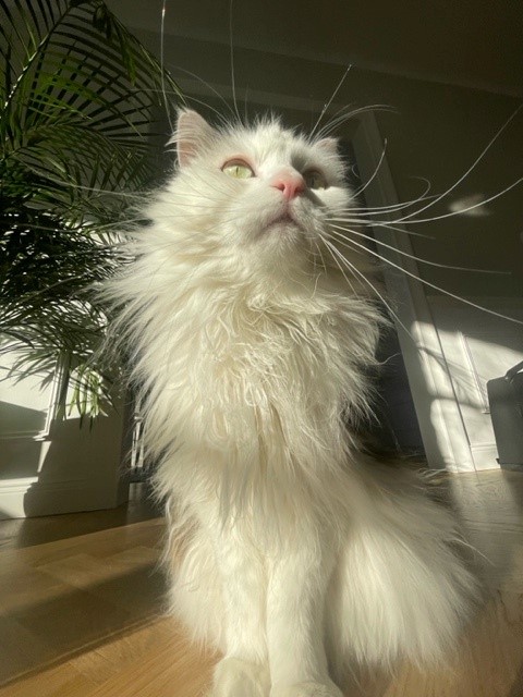 Sibirisk katt Olivier