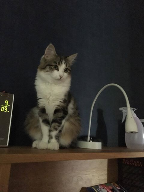 sibirisk kattunge Kalypso