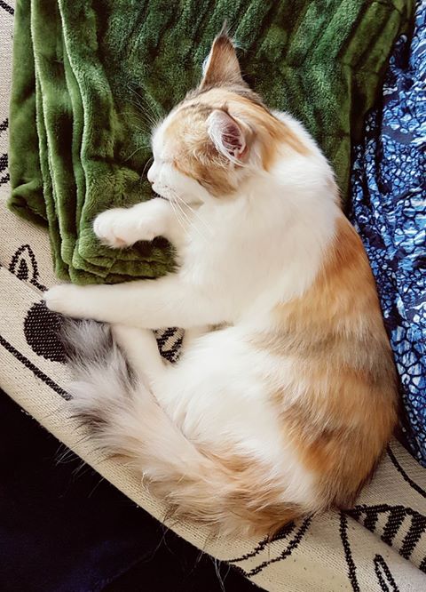 sibirisk kattunge Nymphe