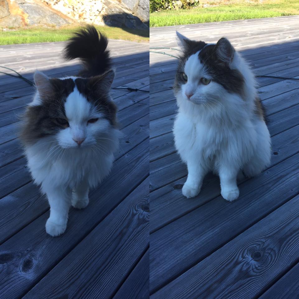 sibirisk katt Quincy