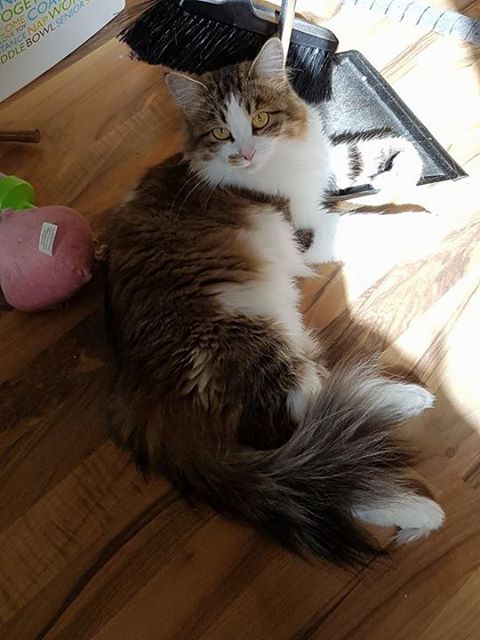 Sibirisk katt Electra