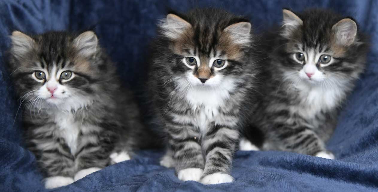 sibirisk kattungar Zz-kull