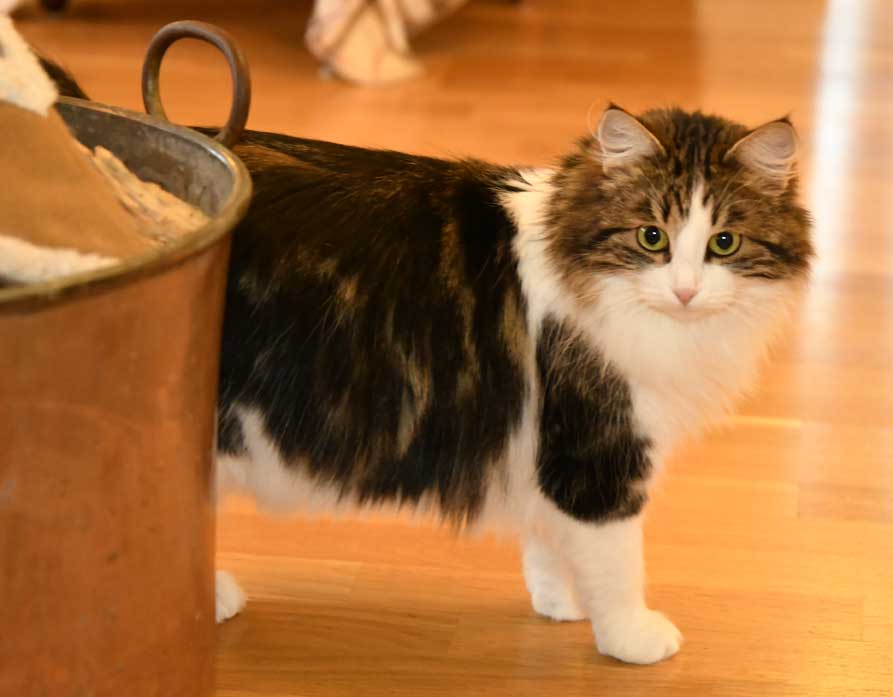sibirisk katt Vickie
