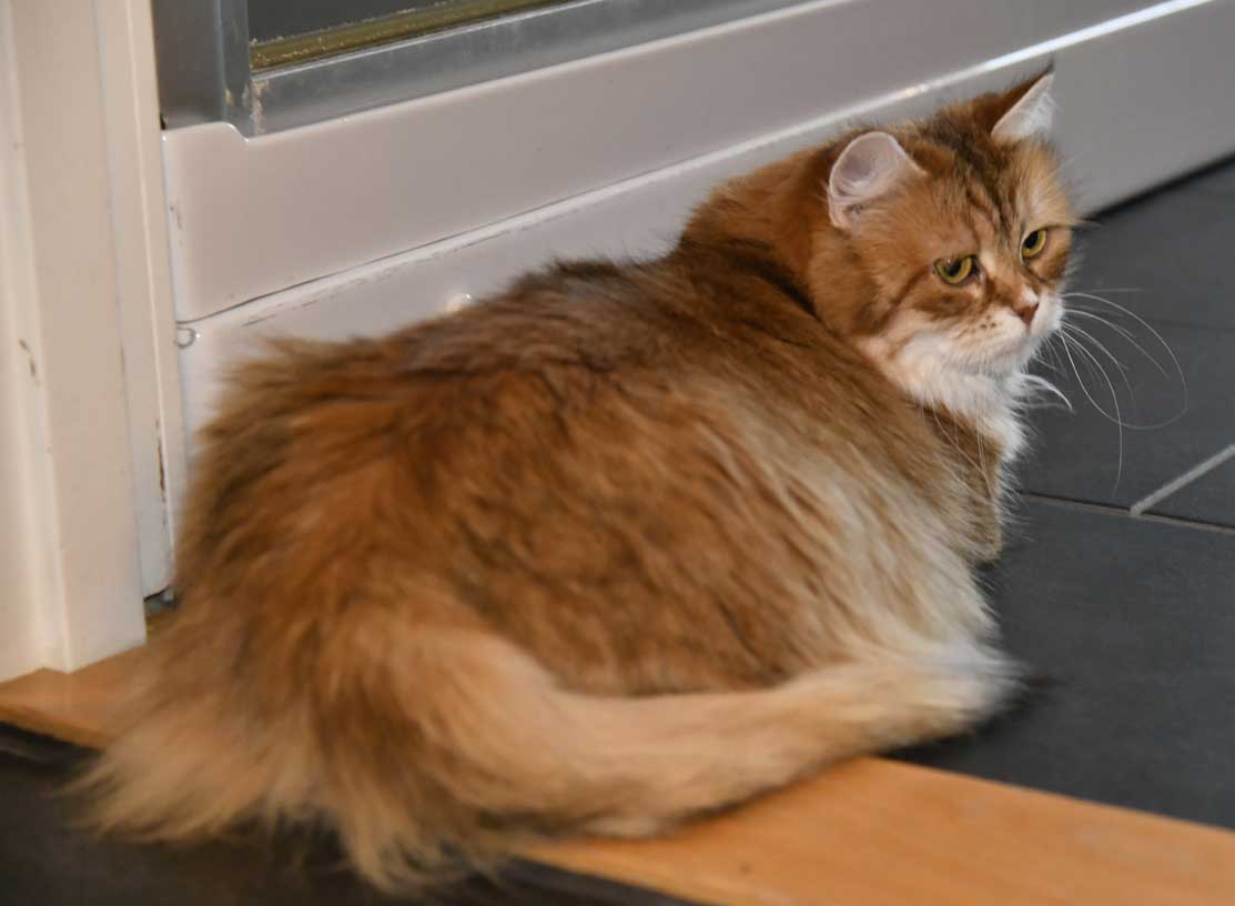 Sibirisk katt Uni