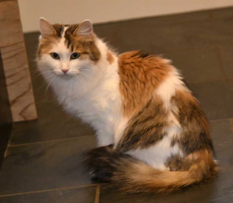 sibirisk katt Tracie