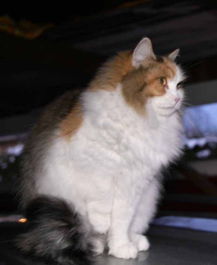 sibirisk katt Colbie
