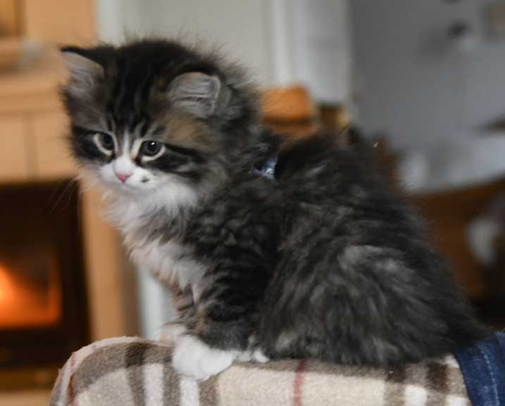 sibirisk kattunge Zeeman