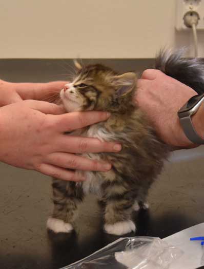 sibirisk kattunge Zeeman