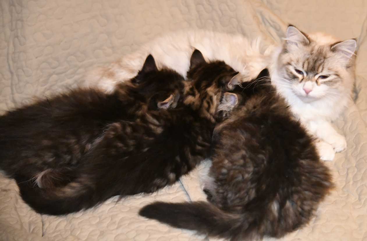 sibirisk kattungar Zz-kull