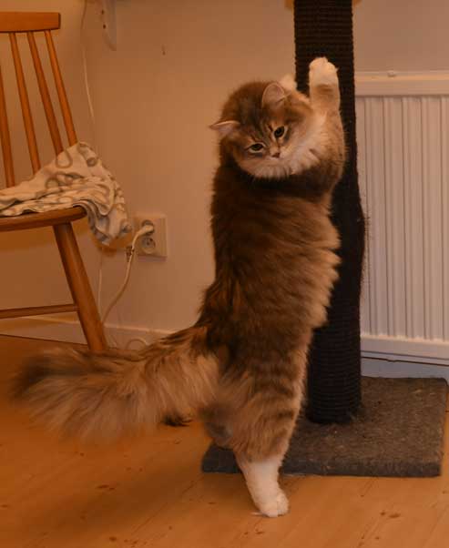 Sibirisk katt Ziggy