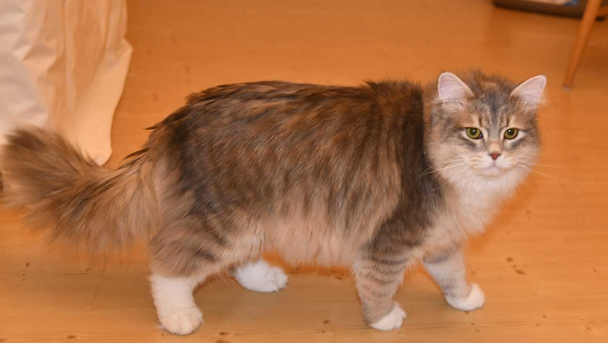 sibirisk katt Ziggy