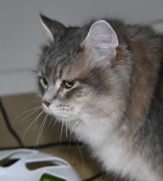 sibirisk katt Ziggy