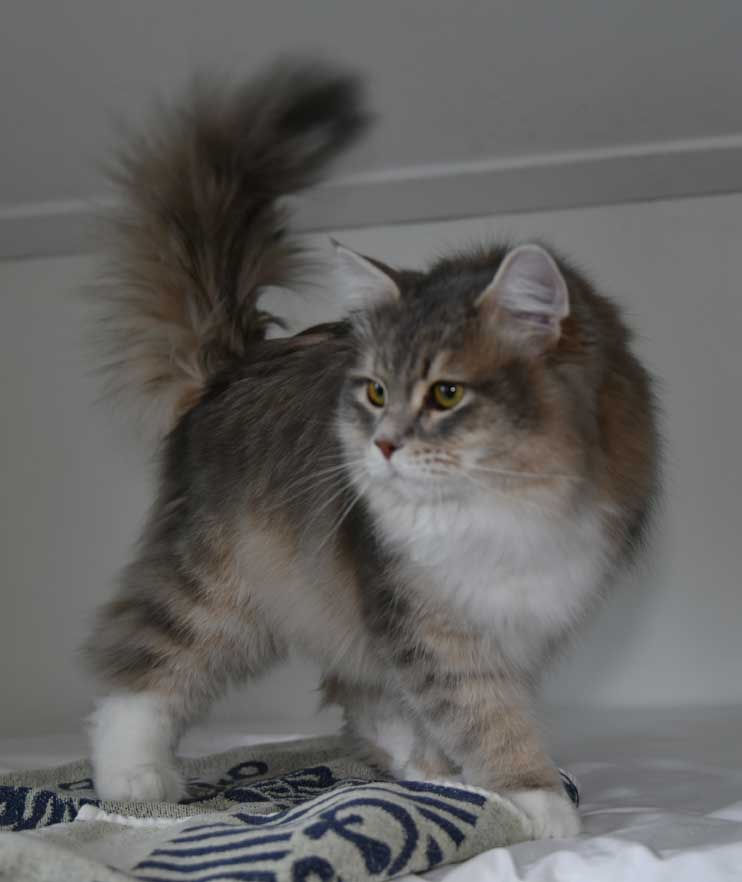 sibirisk katt Ziggy