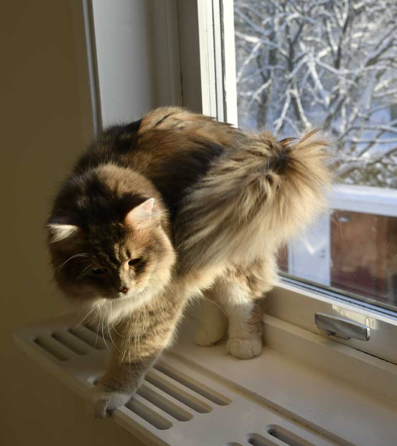 sibirisk katt Ziggy