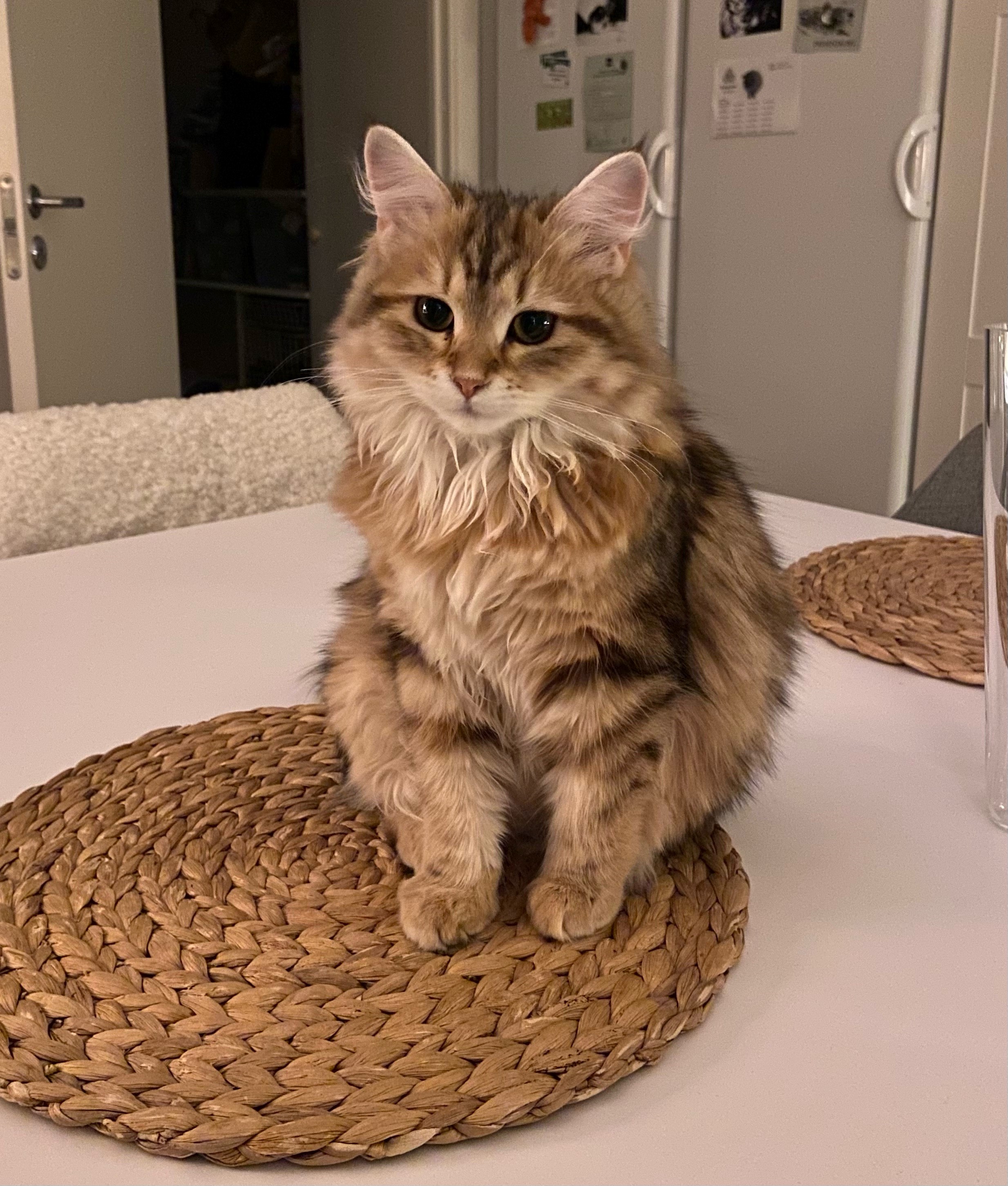 sibirisk katt Yoko