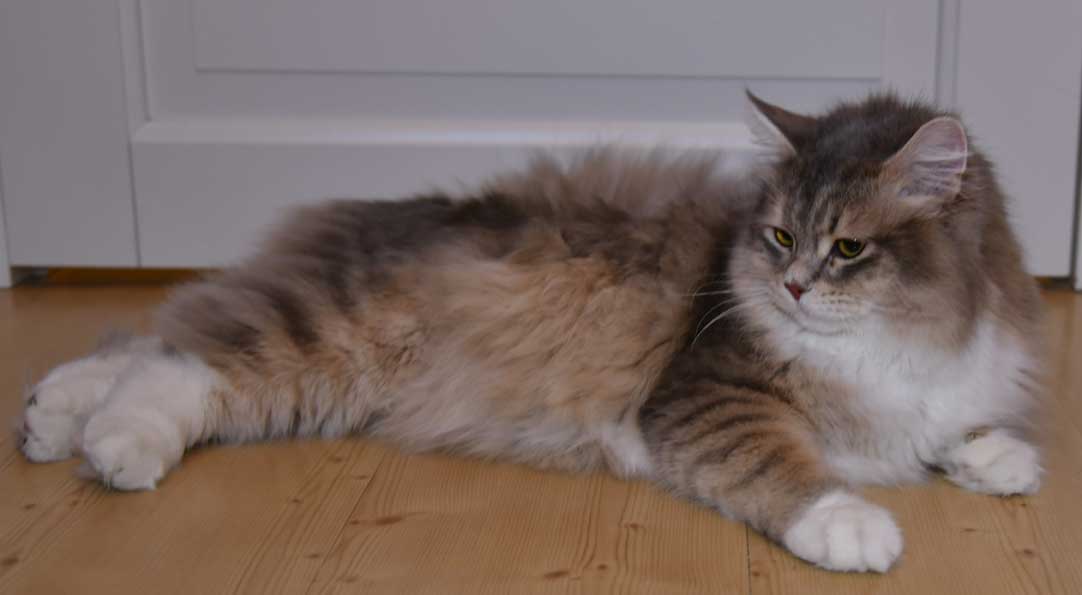 sibirisk katt Ziggy