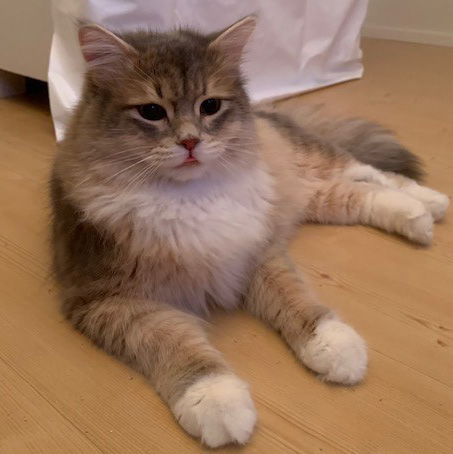sibirisk katt Ziggy