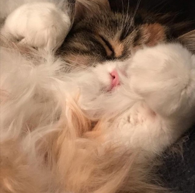 sibirisk katt Flora