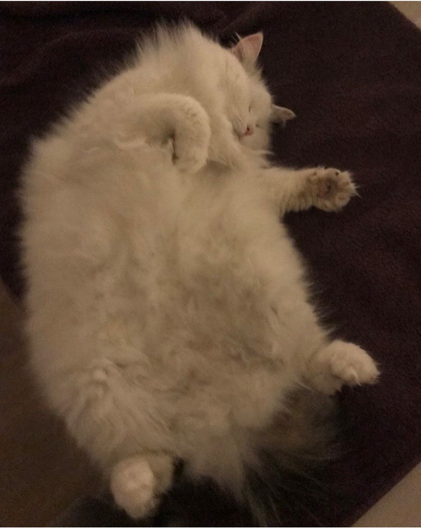 sibirisk katt Chara