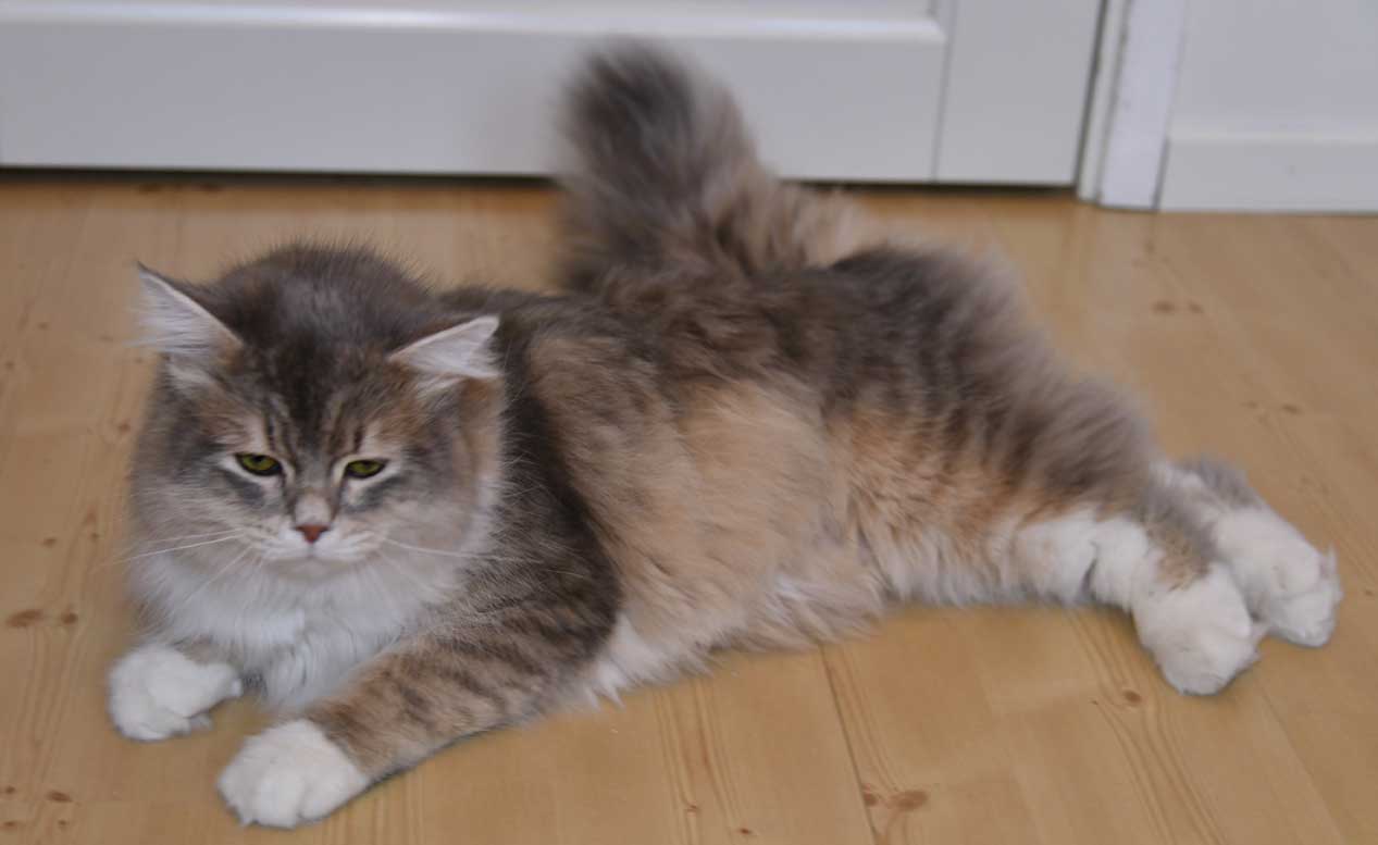 sibirisk katt Ziggy