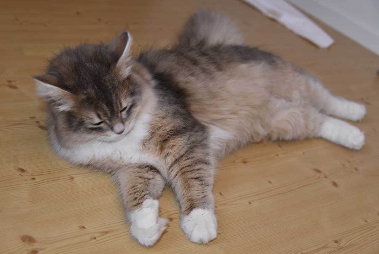 sibirisk katt Ziggy