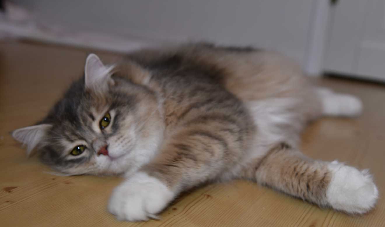 sibirisk katt Ziggy