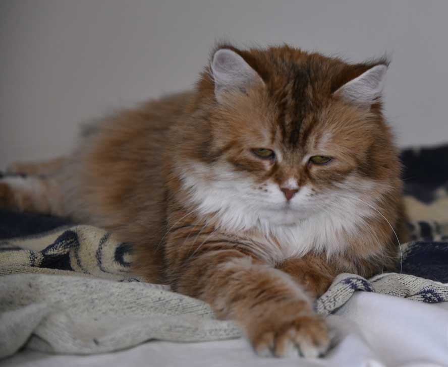 sibirisk katt Uni