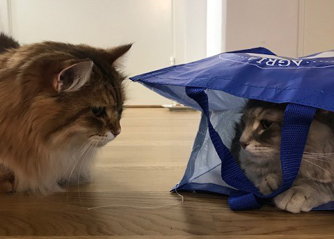 sibirisk katt Yabu o Ursula