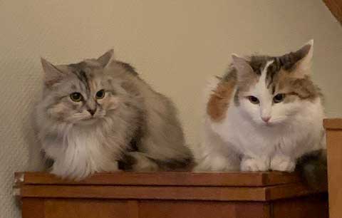 sibiriska katter Zinnie o Tracie