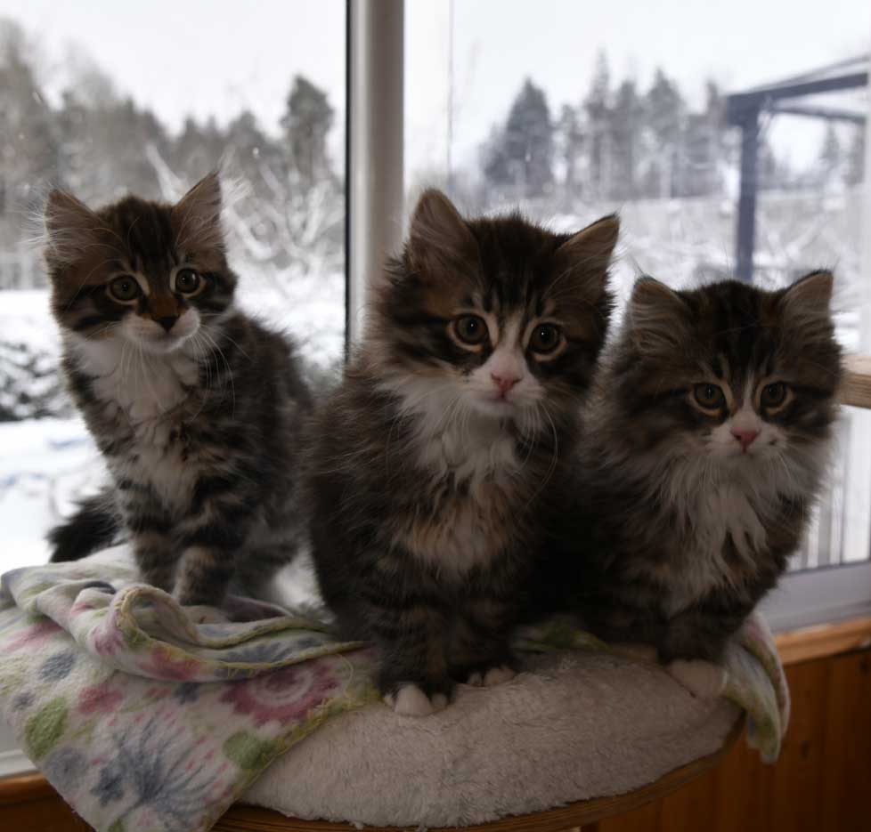 sibiriska kattungar Zz-kull