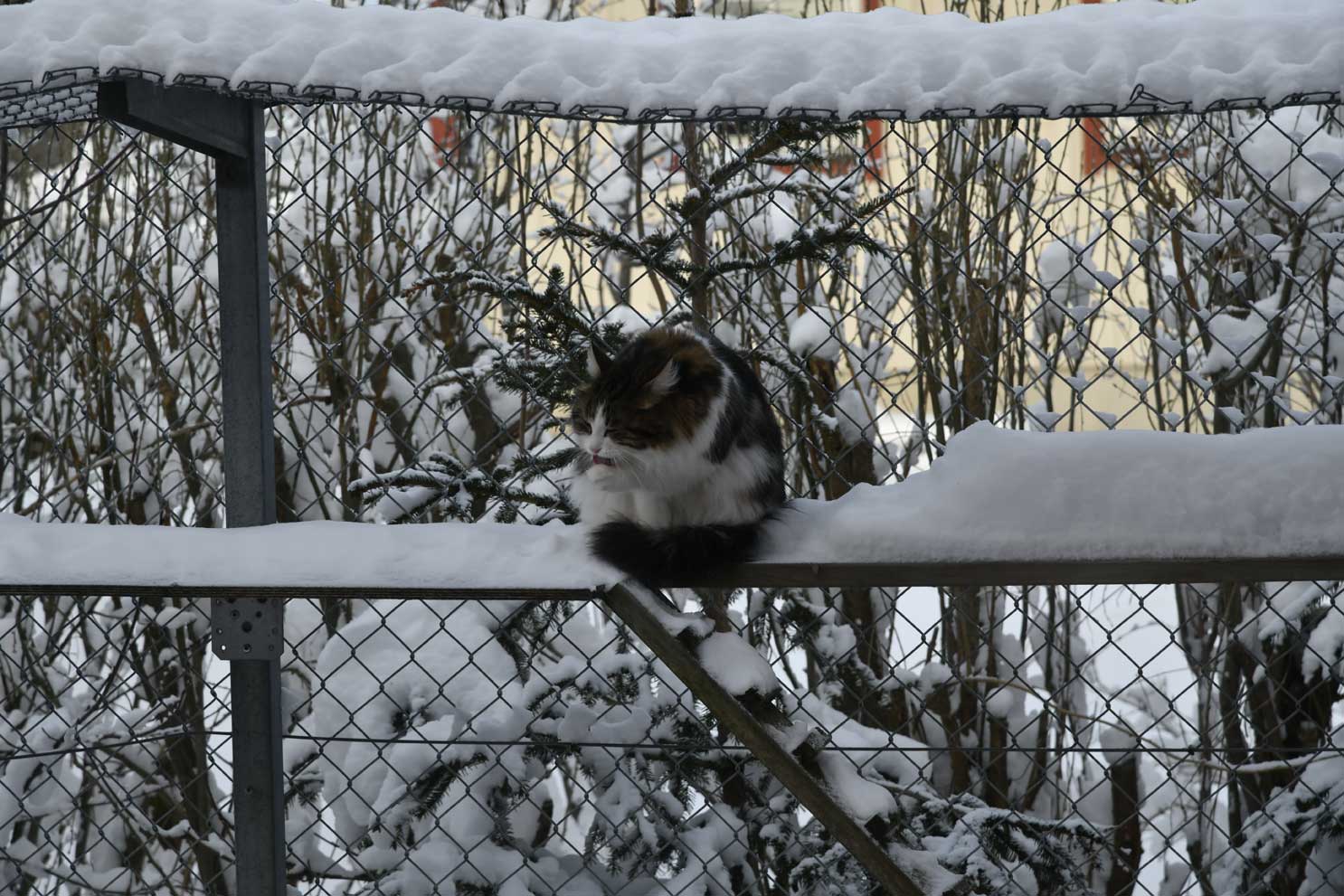sibirisk katt Vickie