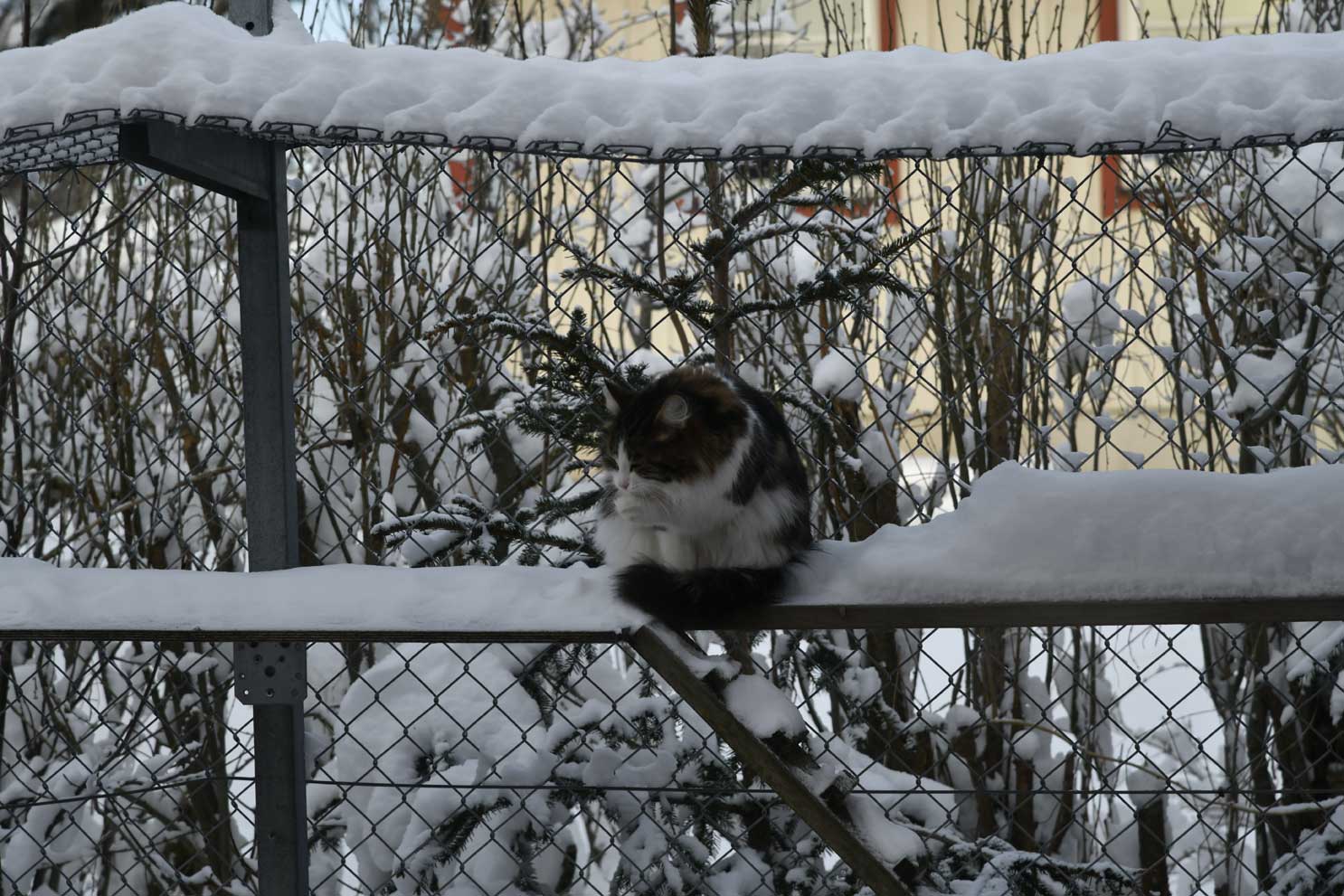 sibirisk katt Vickie