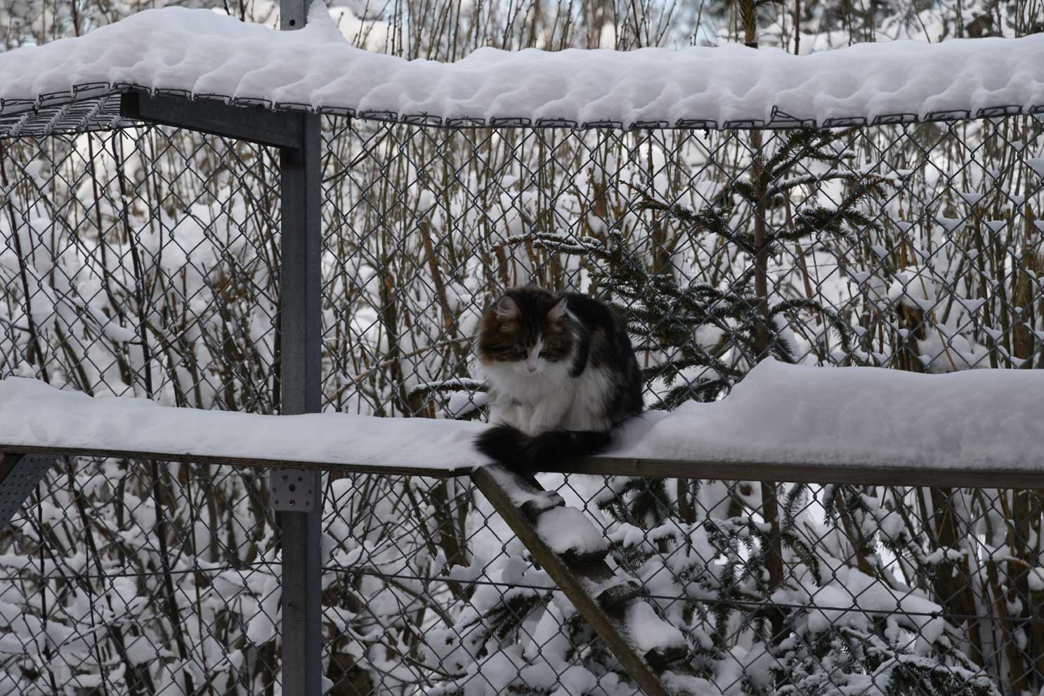 sibirisk katt Vickie
