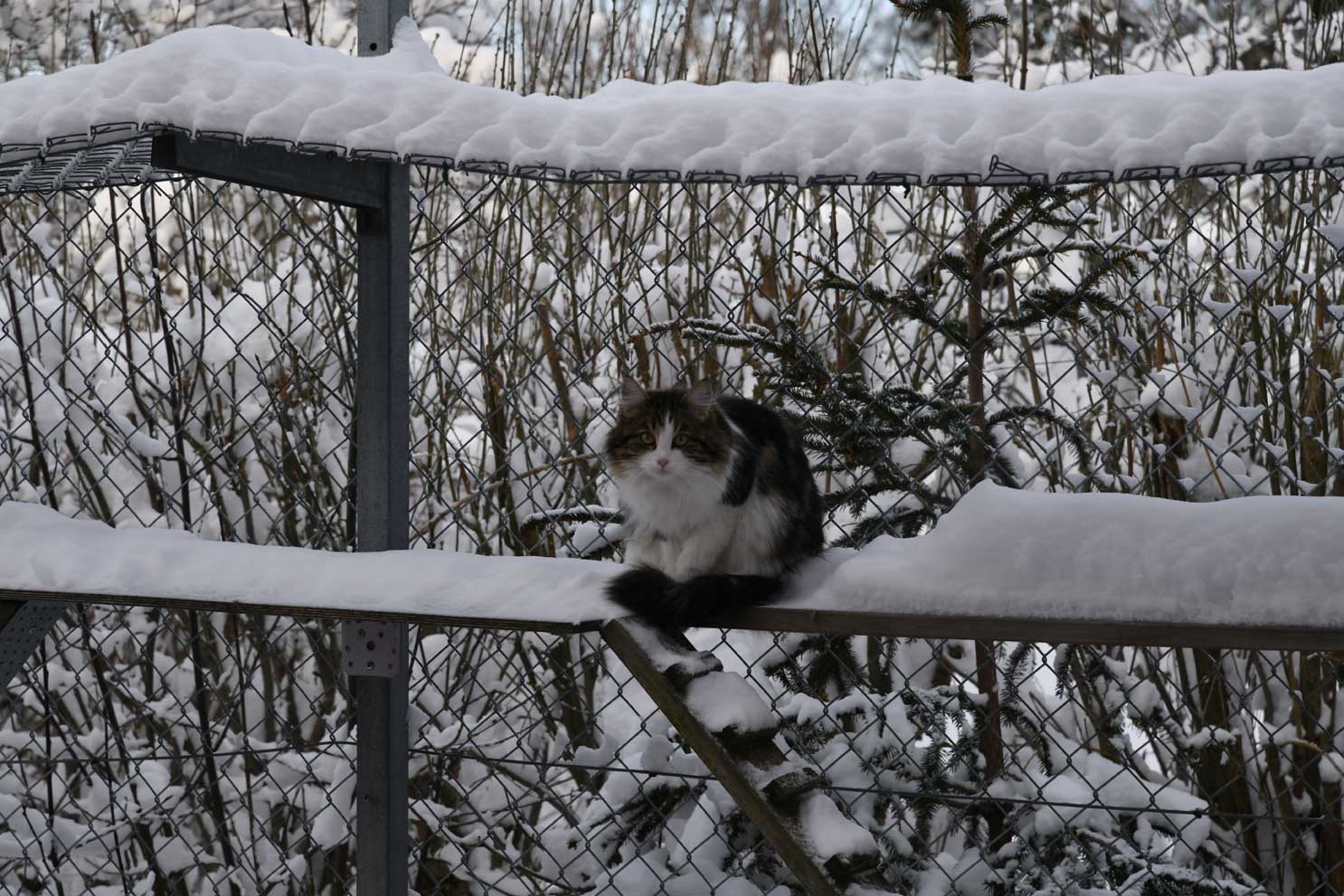sibirisk katt Vickie