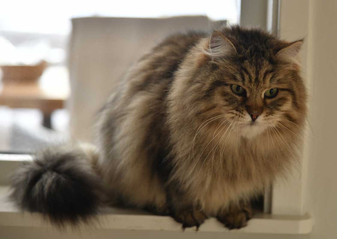 Sibirisk katt Gabbie 13 ar