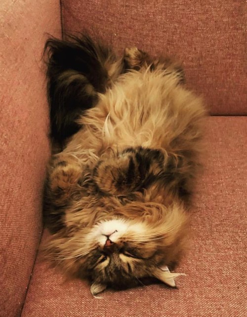 Sibirisk katt Olga