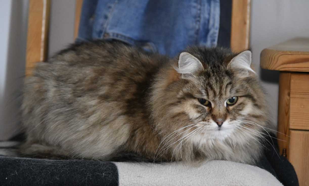 sibirisk katt Gabbie