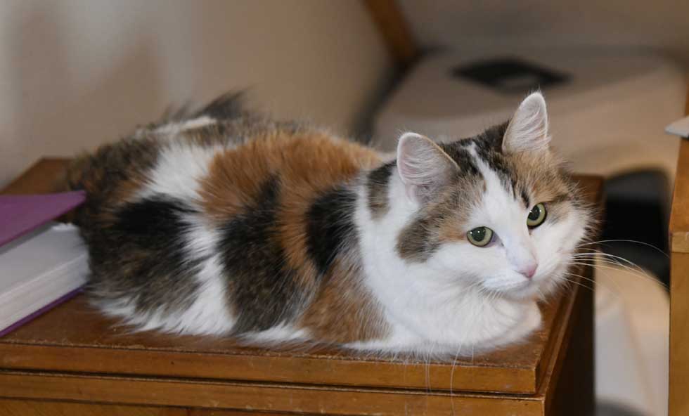 sibirisk katt Tracie