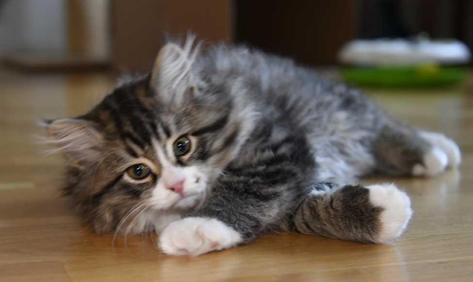 sibirisk kattunge Zeeman