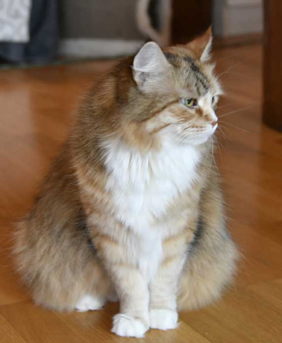 sibirisk katt Dani