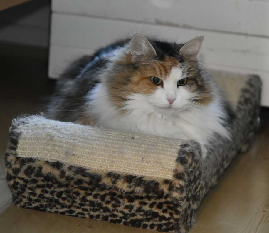 sibirisk katt Colbie