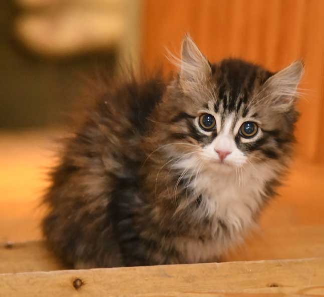 sibirisk kattunge Zeno