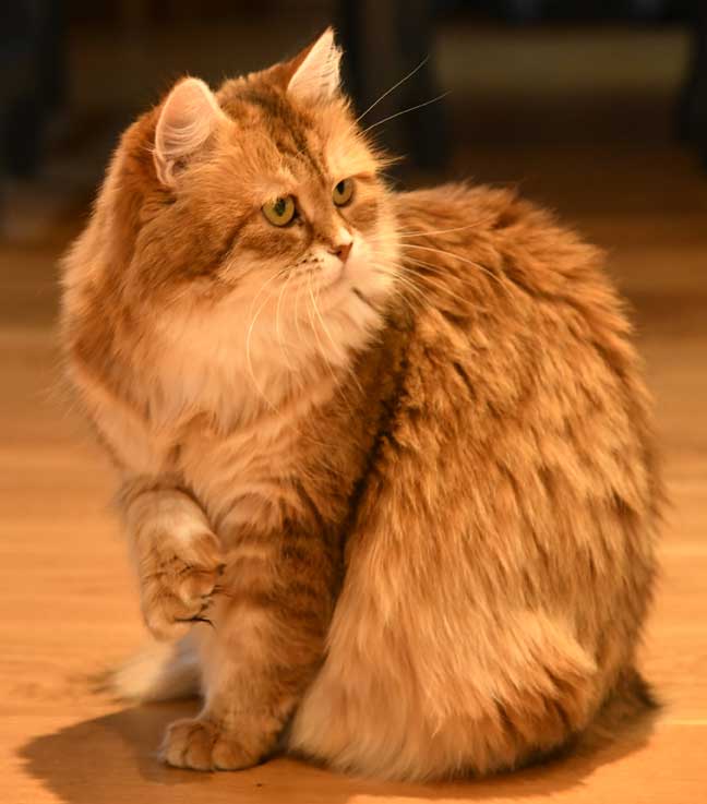 sibirisk katt Uni