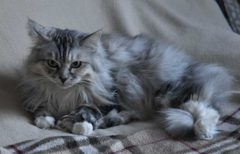sibirisk katt Zinnie