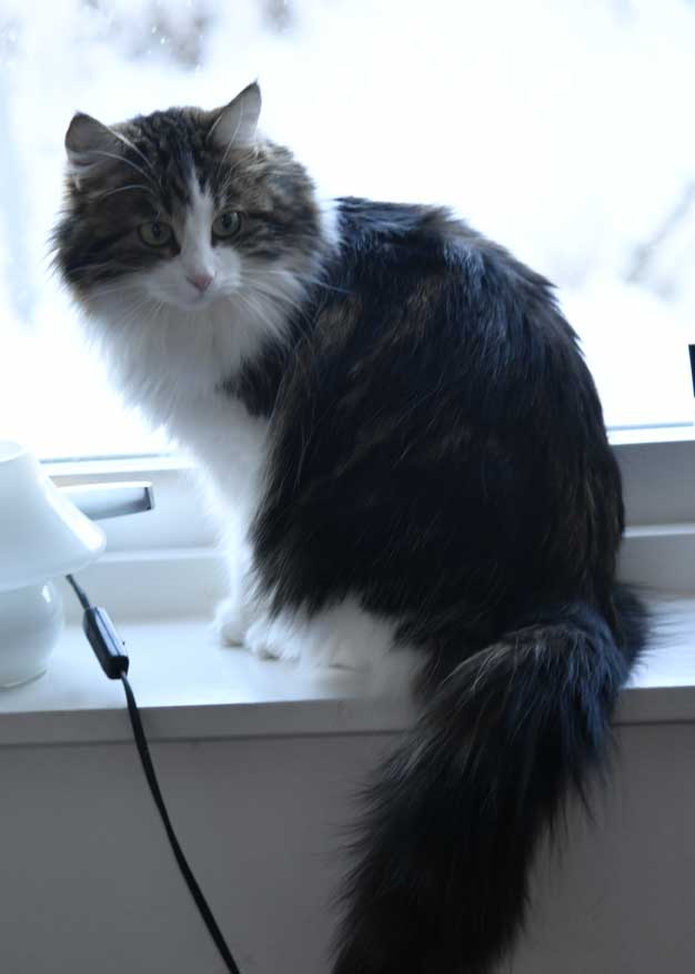 sibirisk katt Vickie