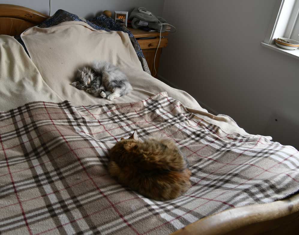 Sibiriska katter Zinnie och Dani