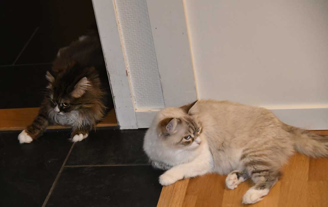 sibirisk katt o Neva Masquerade Mitzi o Whiffi
