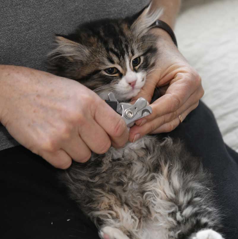 sibirisk kattunge